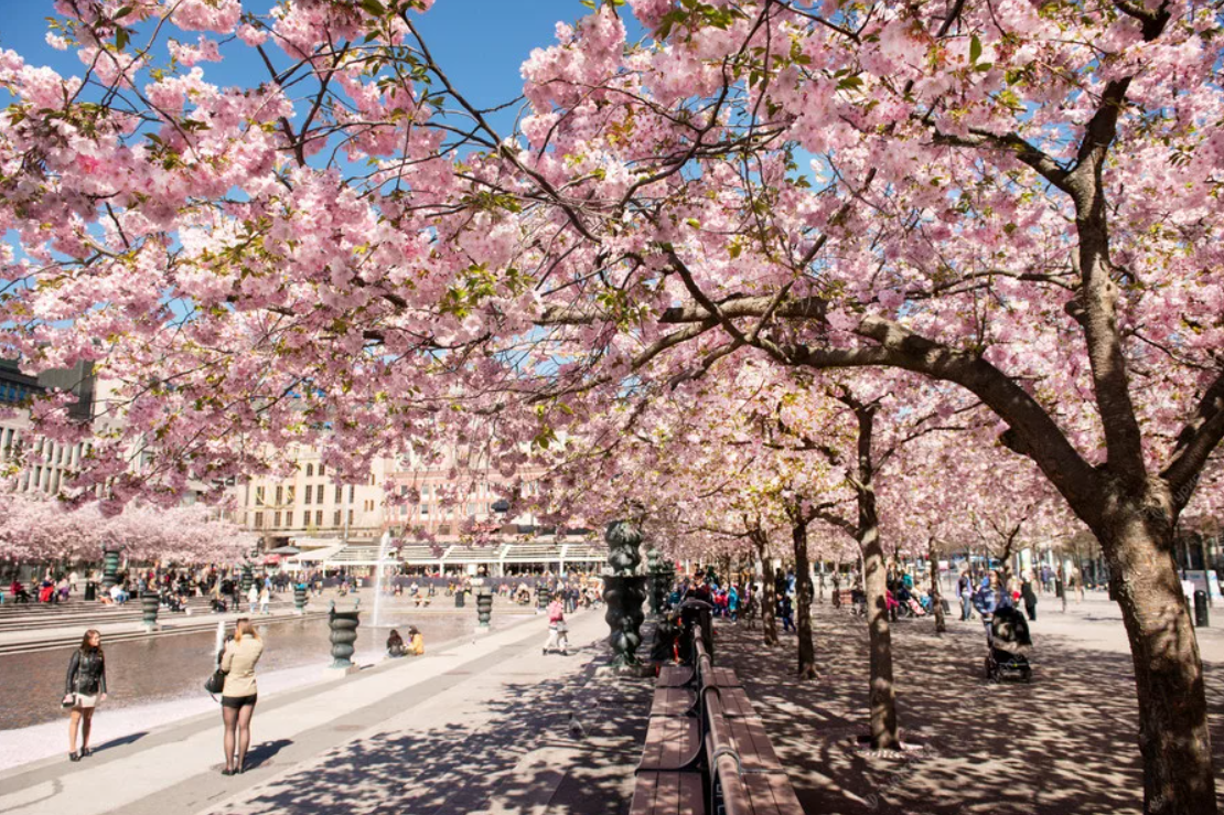 Кунгстрэдгорден – в переводе со шведского «Сад короля»