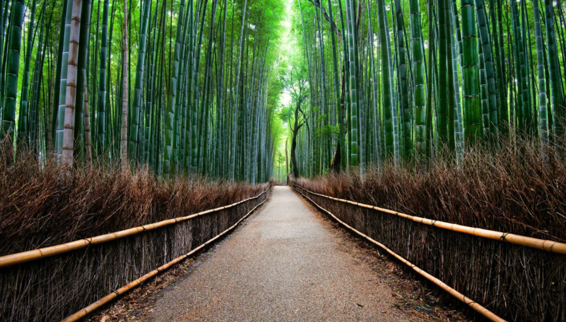 Бамбуковый лес Сагано