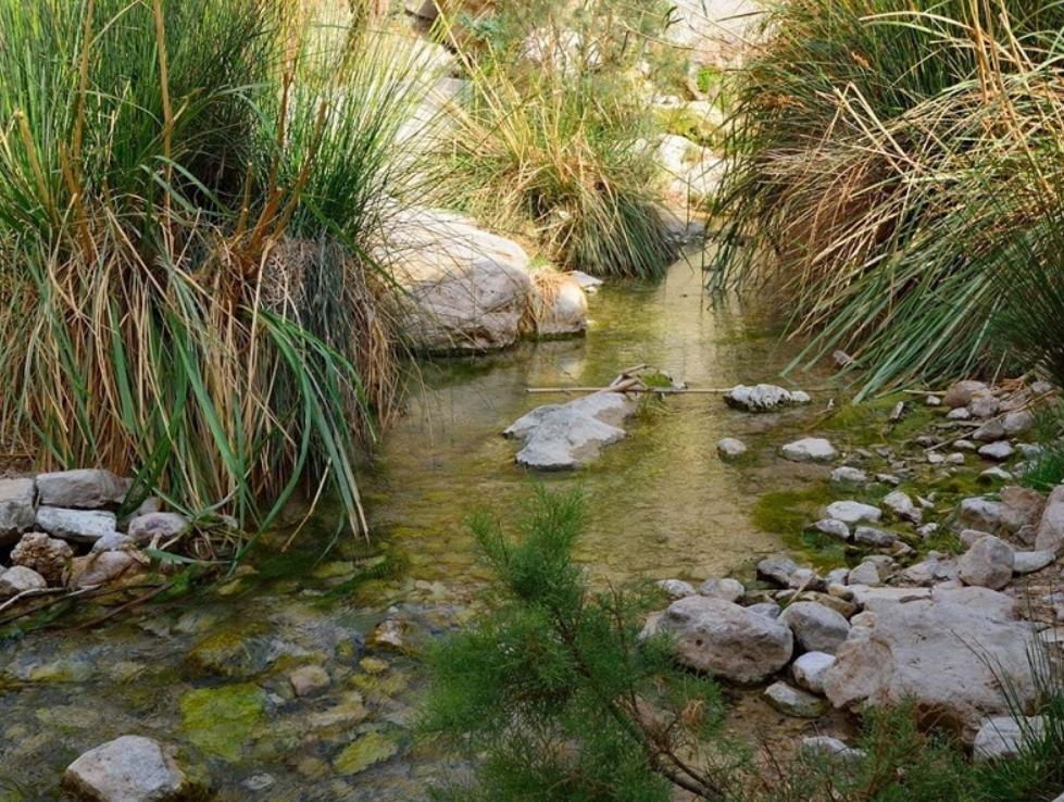 В северной части заповедника Эйн-Геди расположен источник Давида