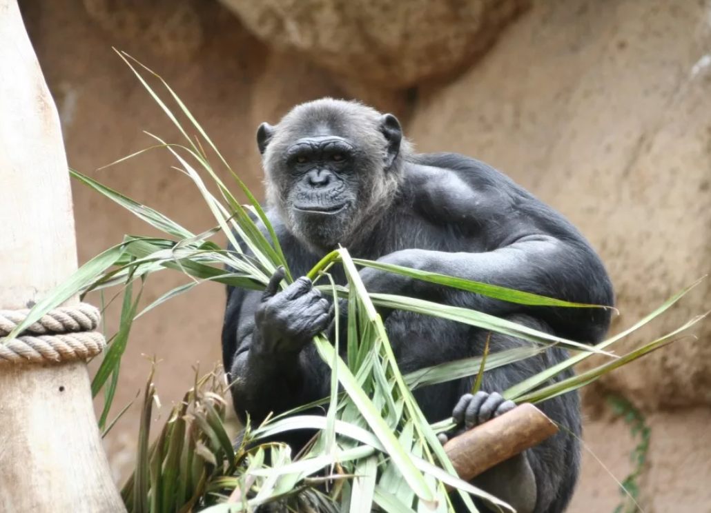 Лоро-парк на Канарских островах
