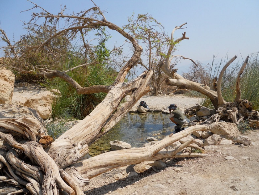 Ручей Давида протекает через глубокое ущелье