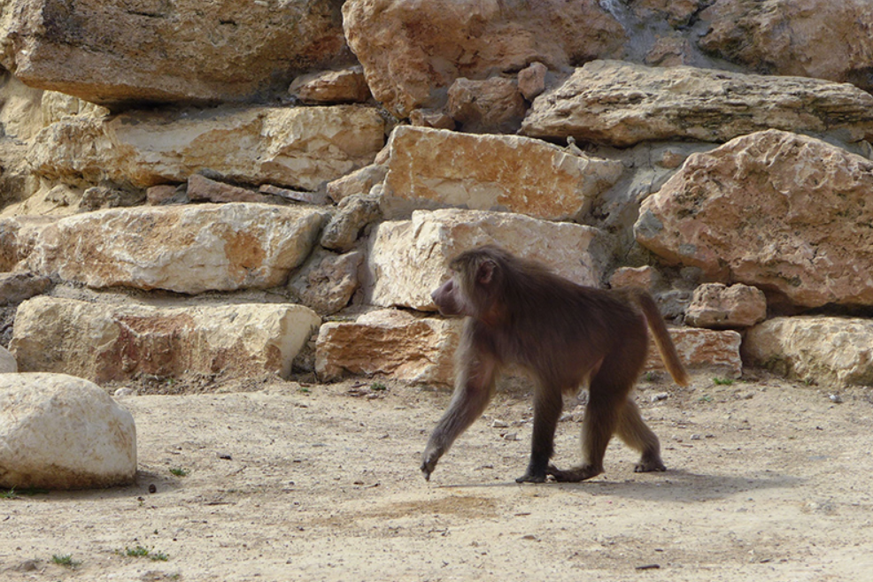 Зоопарк, расположенный недалеко от западного въезда в Беэр-Шеву, основан в 1954 году