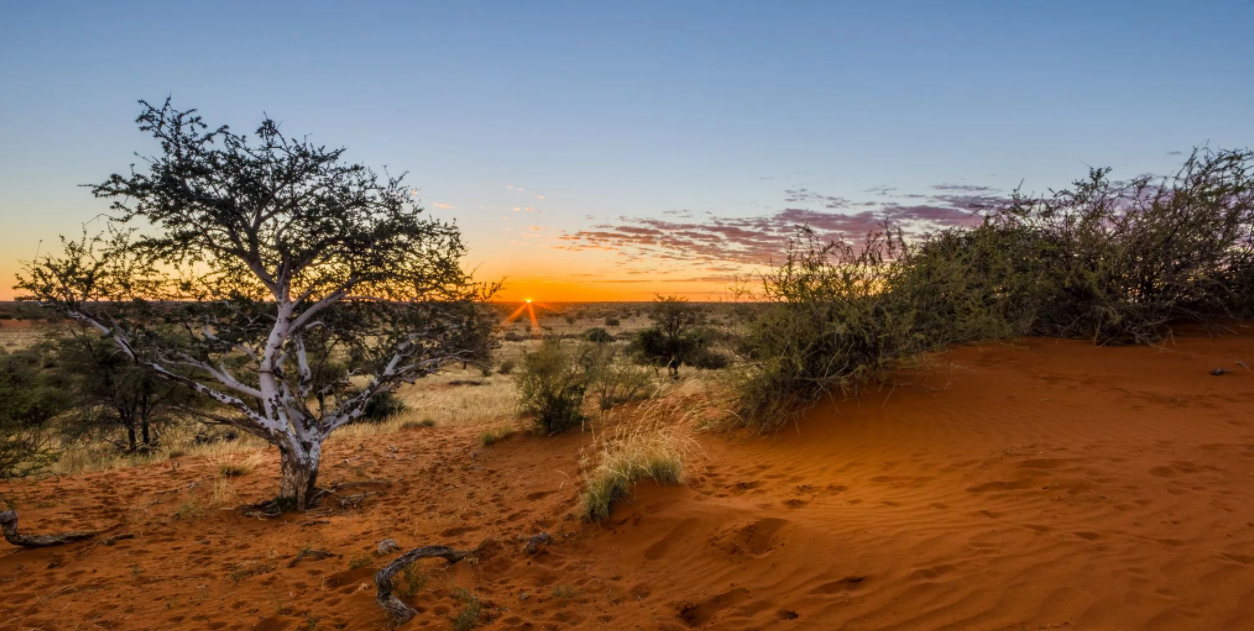 Пустыня Калахари — самая крупная из пустынь Южной Африки