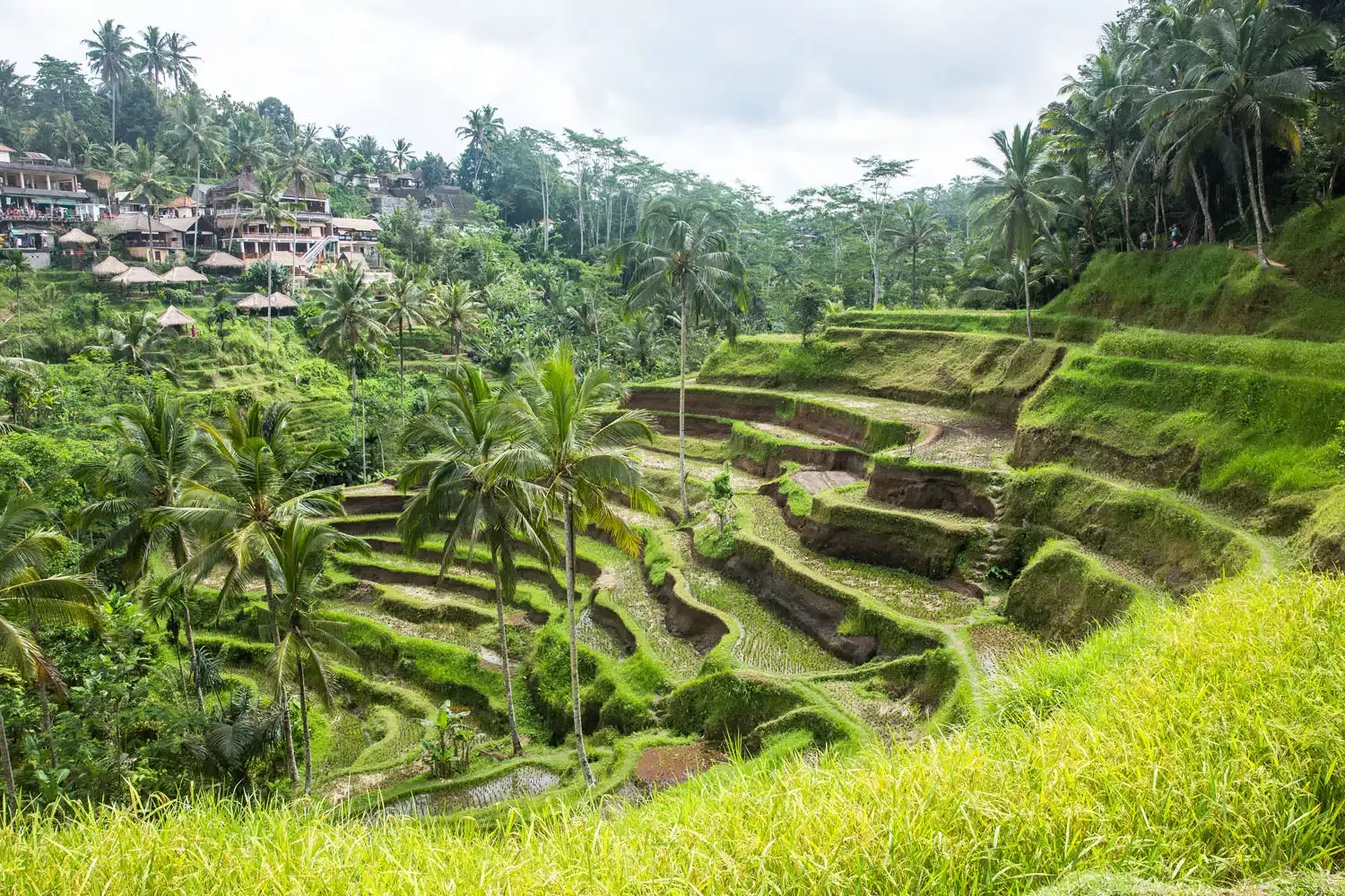 Tegallalang Rice Terraces