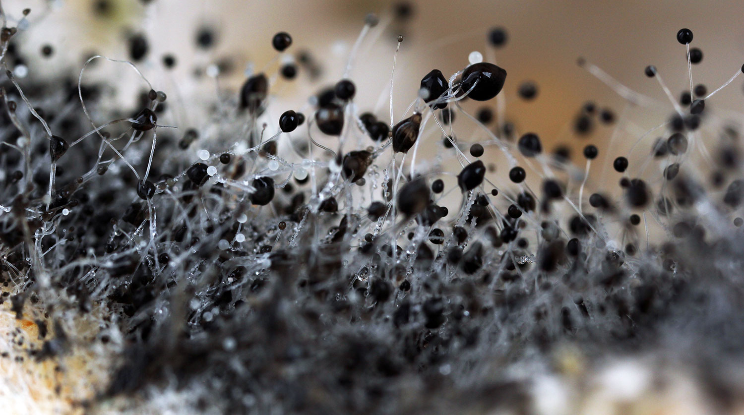 Черная плесень, Мексика