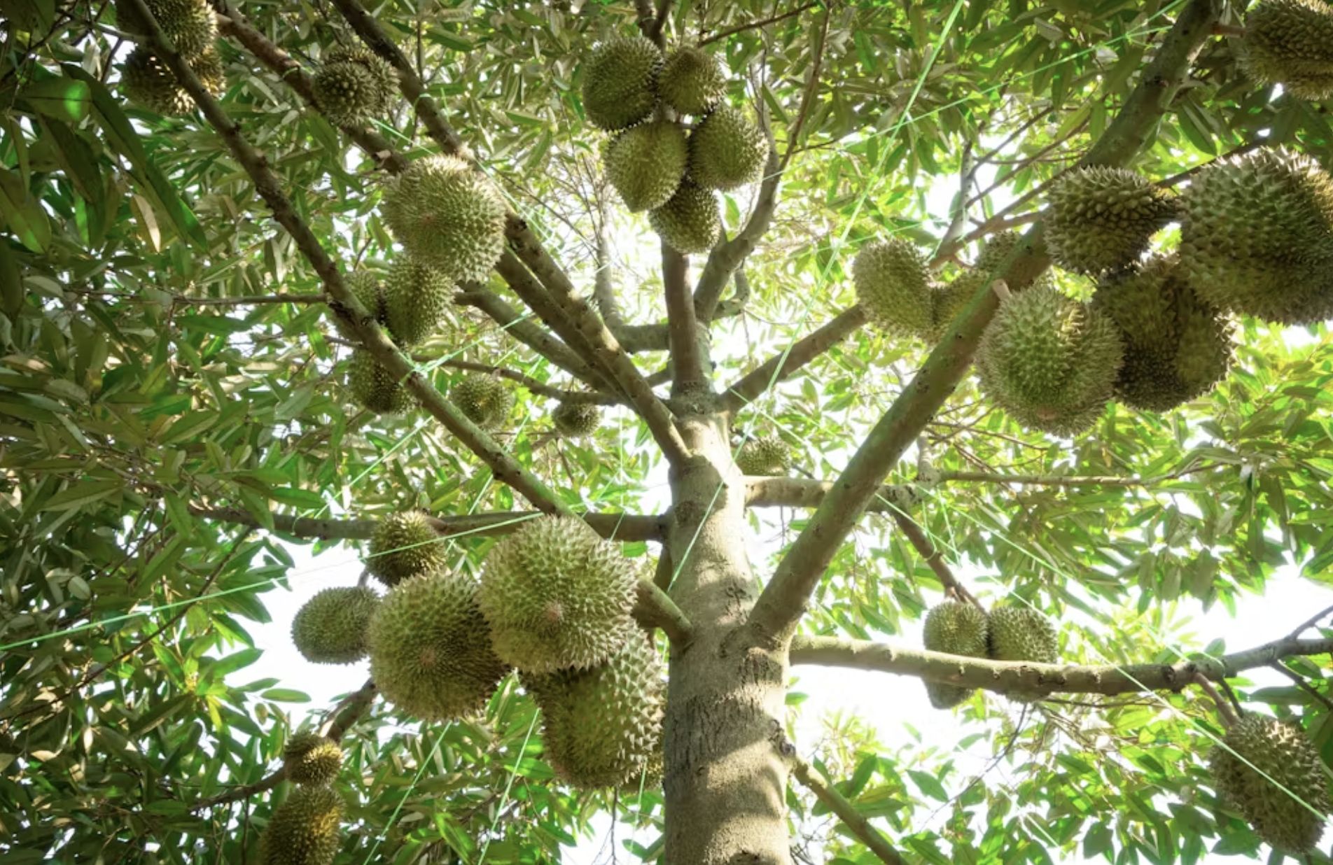 Как выглядит дерево дуриана