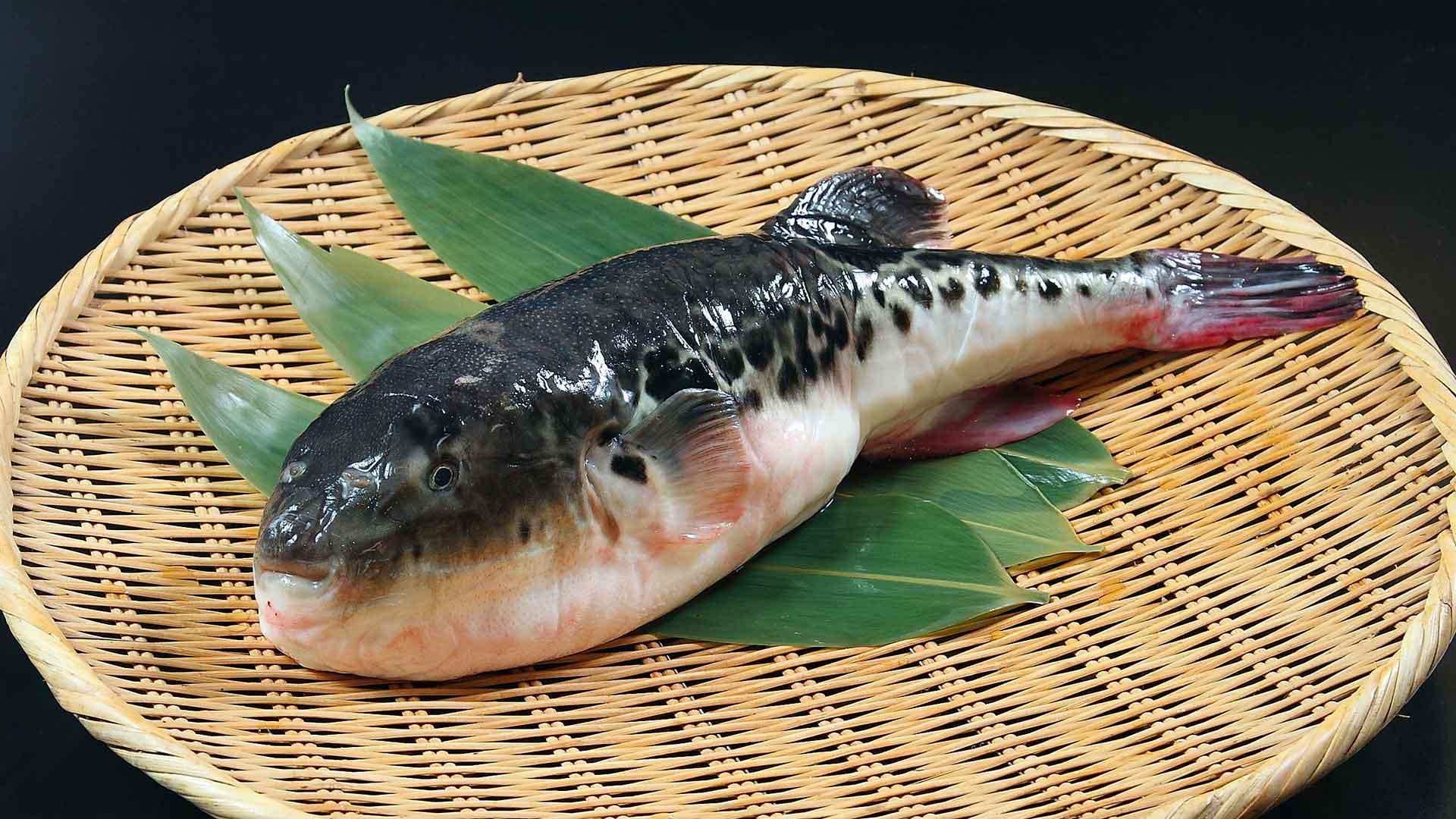 Фугу (Fugu)