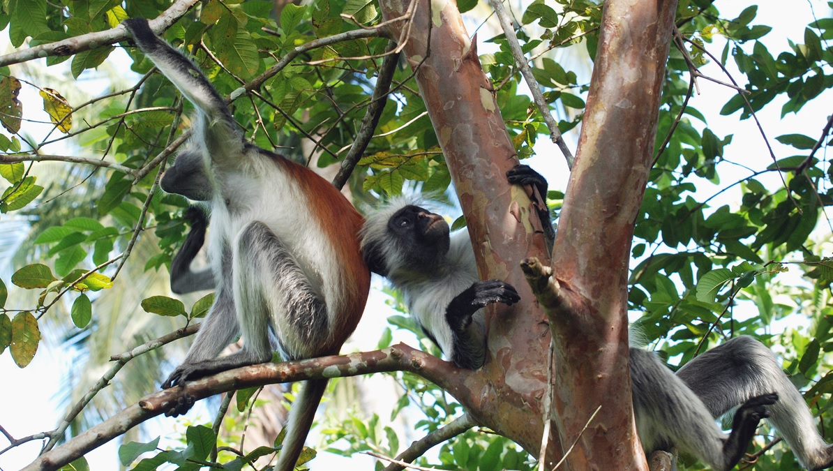 Лес Джозани – национальный парк и единственная территория острова Занзибар