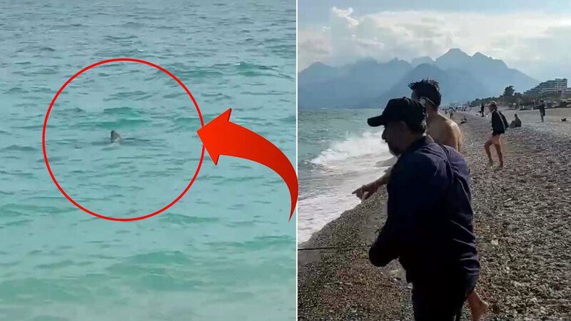 У пляжа Коньяалты в Анталье заметили двухметровую акулу