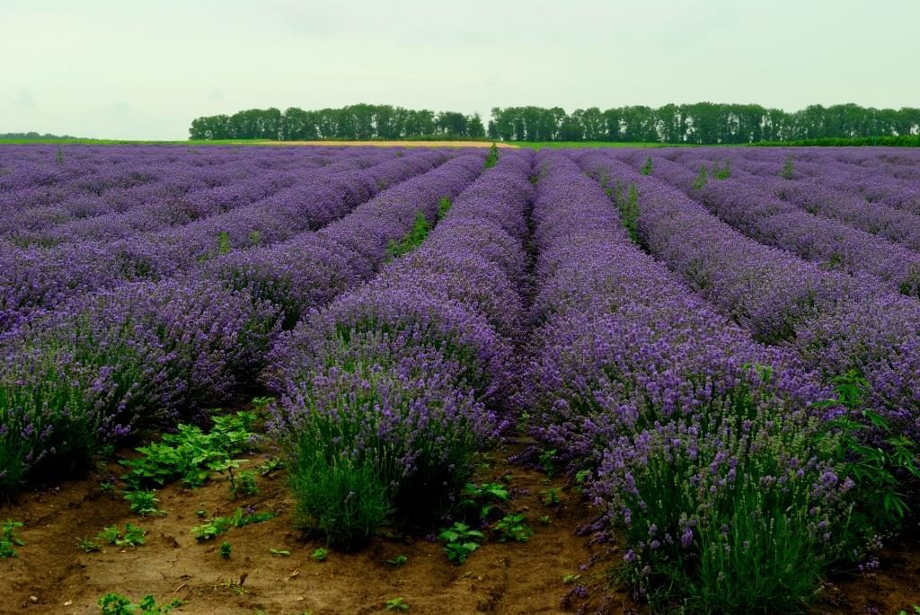 Лавандовое поле