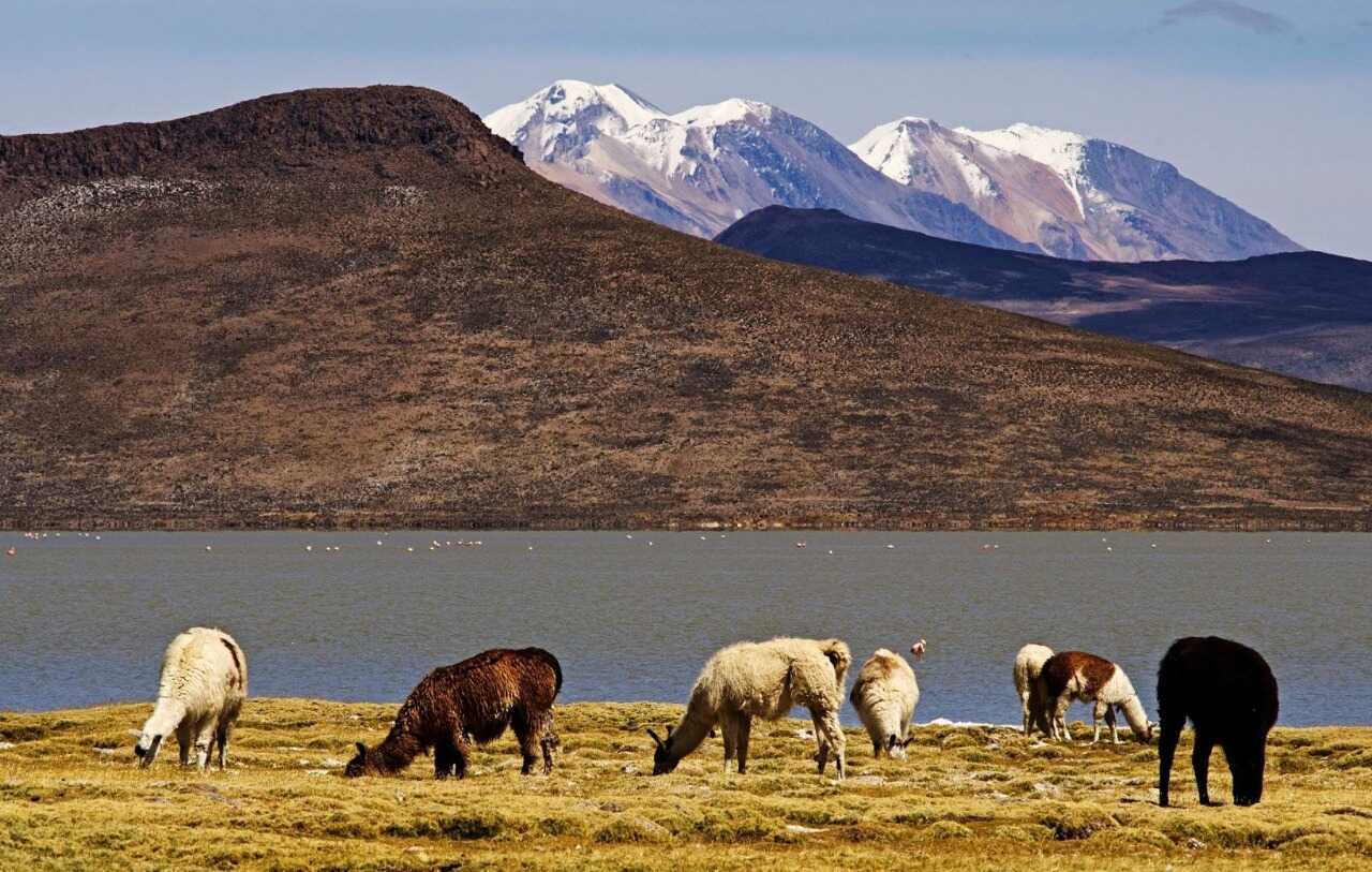 Заповедник Салинас и Агуада-Бланка