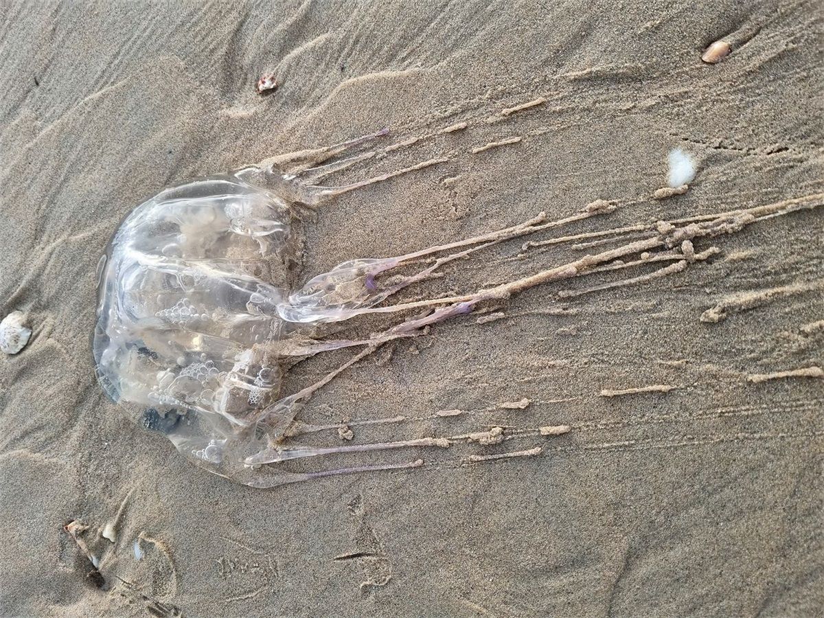 Box jellyfish (кубомедуза)