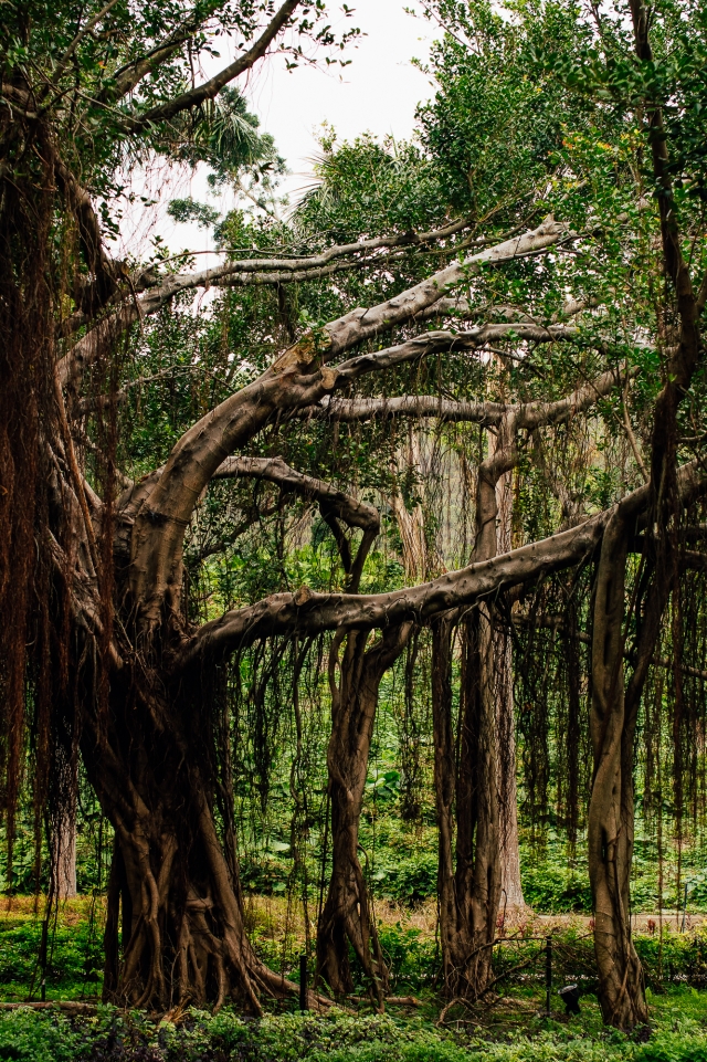 Семь человек травмированы на Гавайях из-за упавшей ветки дерева