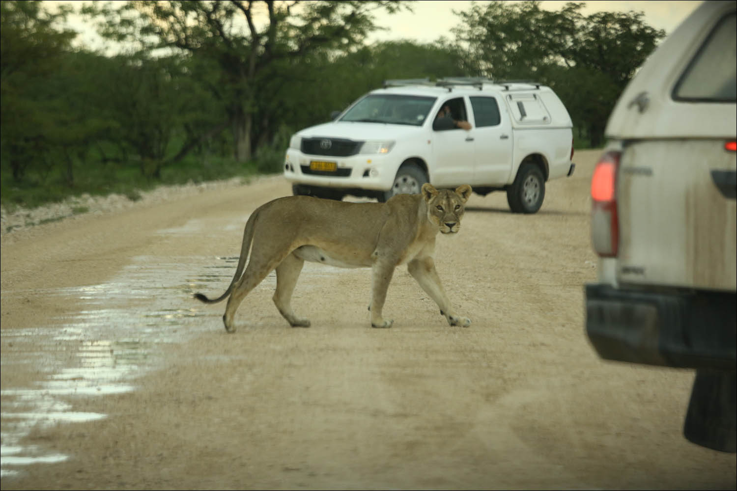 В Намибию можно будет въехать без визы со 2 августа