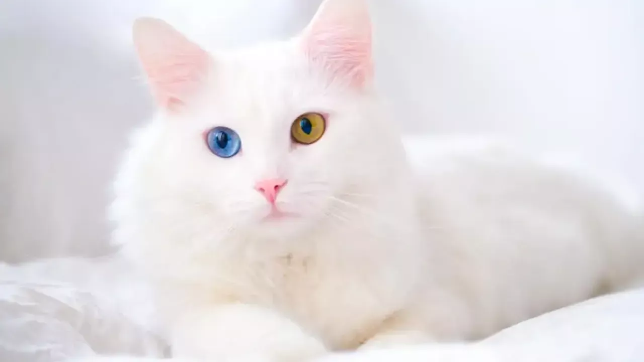 Ванская кошка