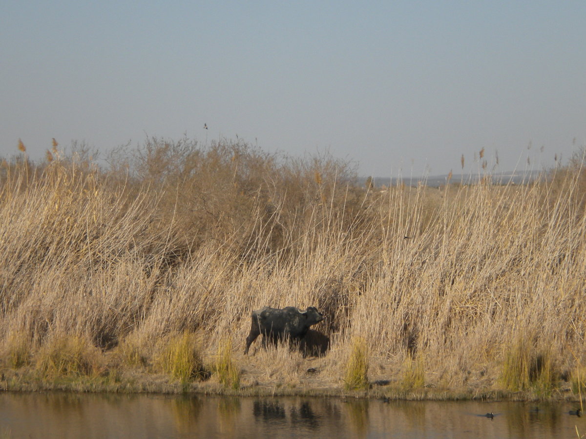 Азрак – уникальный оазис с водно-болотными угодьями