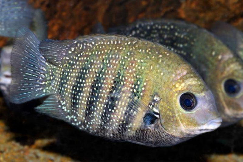Жемчужно пятнистая рыбка