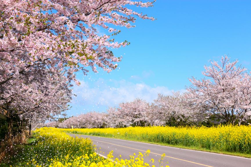 Для Чеджудо характерен субтропический муссонный климат