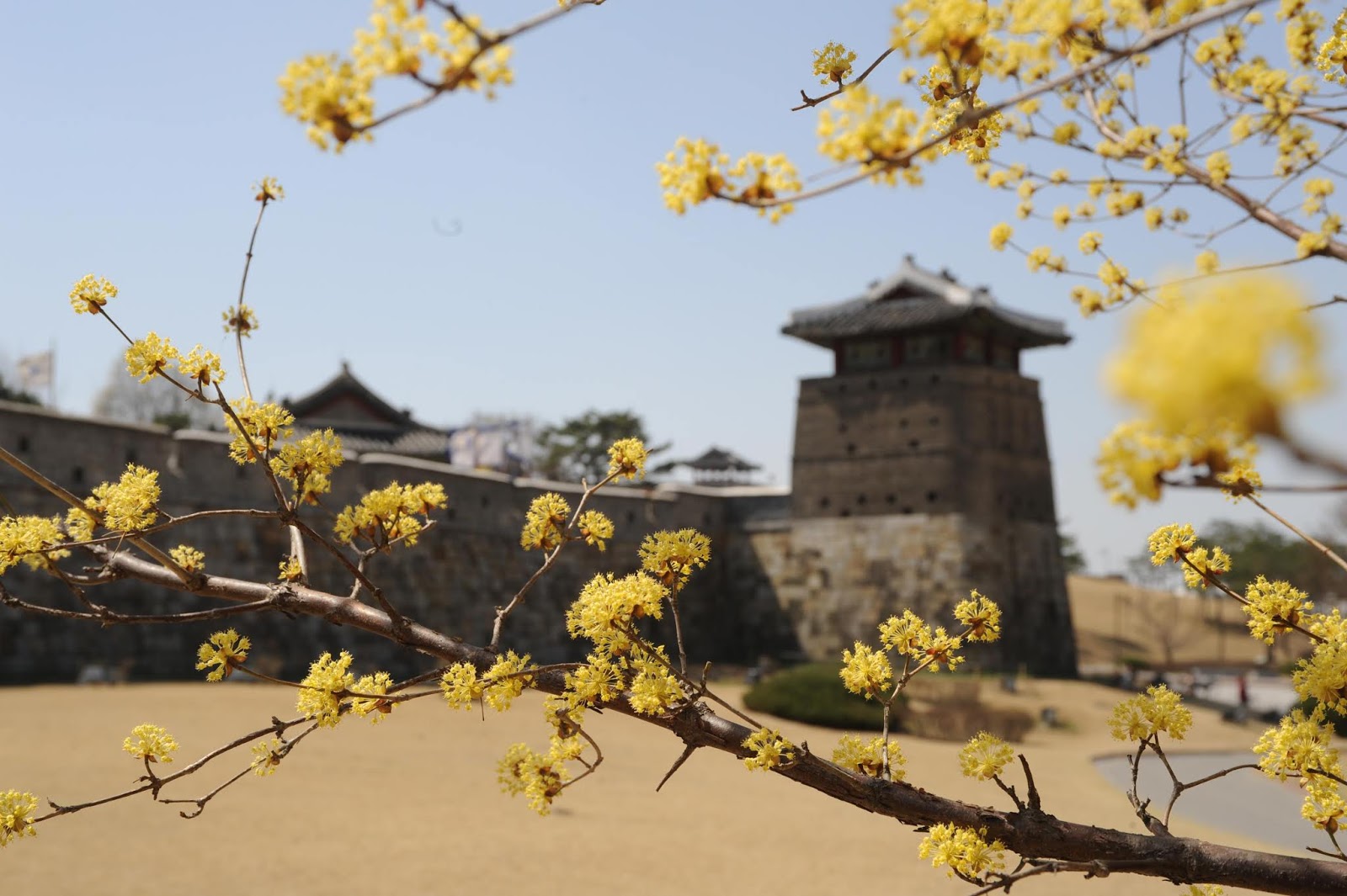 Лето в Сувоне не слишком жаркое, но из-за высокой влажности переносится тяжело
