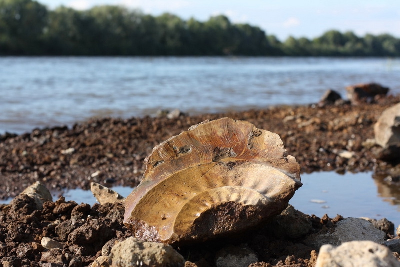 Мезозойские отложения Мезозойские отложения
