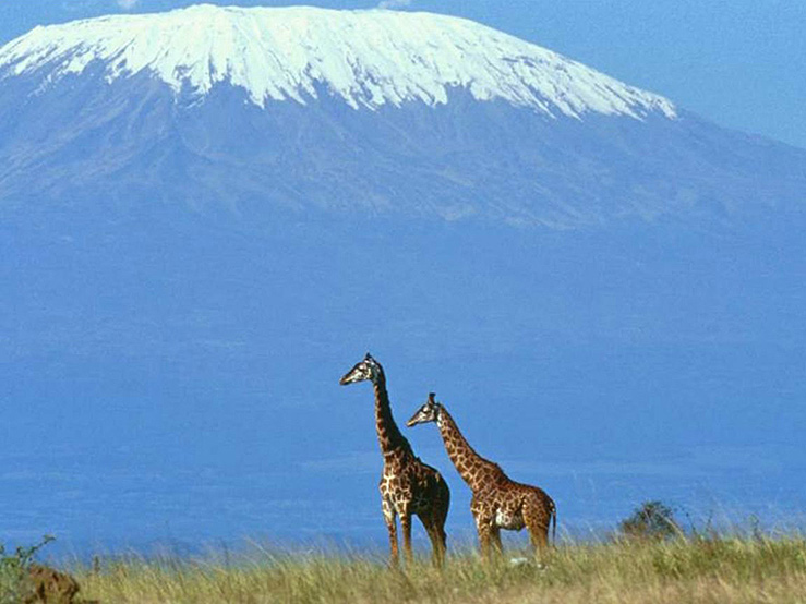 Бывает ли в Африке снег? Бывает ли в Африке снег?