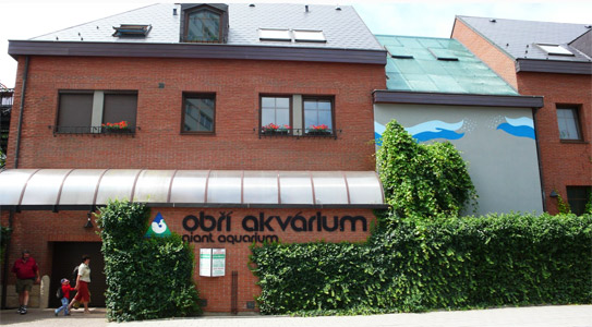 Огромный аквариум