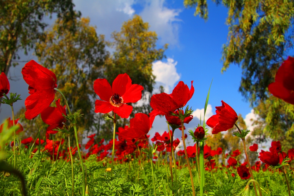 Кибуц “Яд-Мордехай”