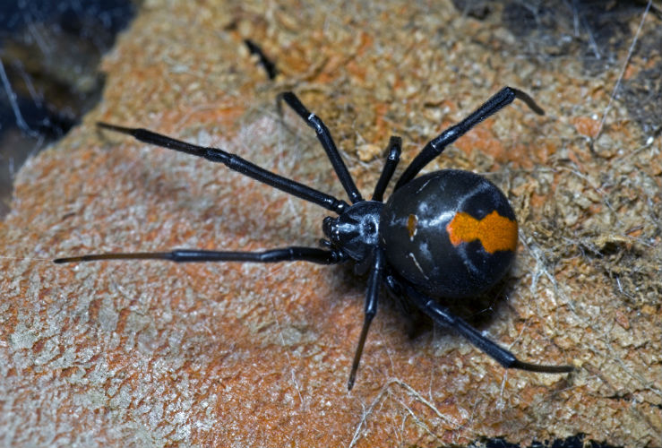 Опасности Австралии — Ядовитые пауки Опасности Австралии — Ядовитые пауки