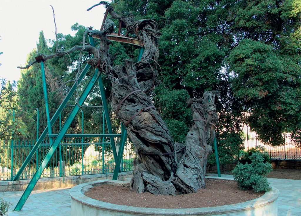 Мамврийский дуб