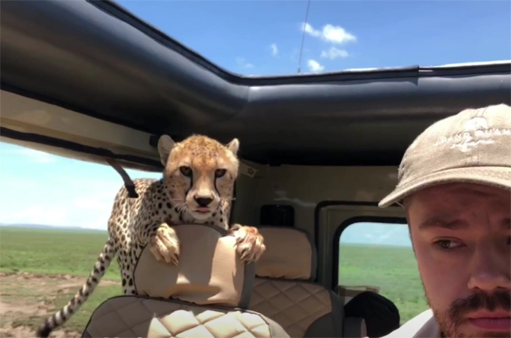 В Африке гепард забрался в джип к совершающим сафари туристам В Африке гепард забрался в джип к совершающим сафари туристам