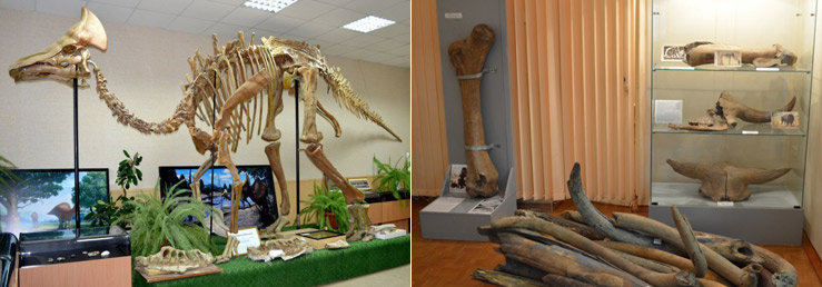 Палеонтологический музей Благовещенска Палеонтологический музей Благовещенска