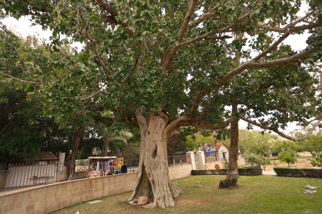 Двухтысячелетняя смоковница Закхея и Российский музей Двухтысячелетняя смоковница Закхея и Российский музей