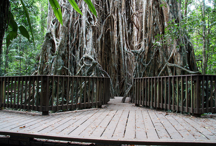 Дерево-собор (Cathedral Fig Tree)