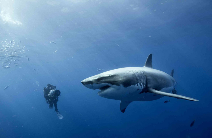 Большая белая акула Большая белая акула