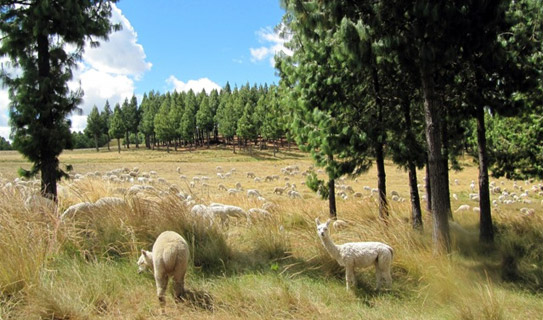 Ферма Поркон (Granja Porcon)