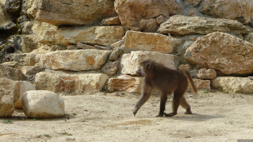 Негевский зоопарк Негевский зоопарк