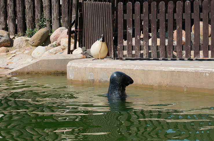 Питомник балтийских тюленей