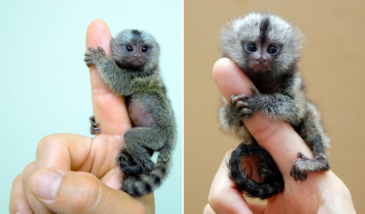 Карликовая игрунка