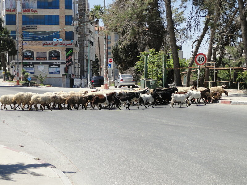 Столица Палестины - мирный город