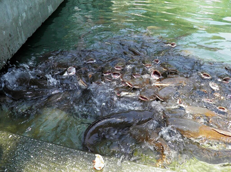 Сомы Ярденита