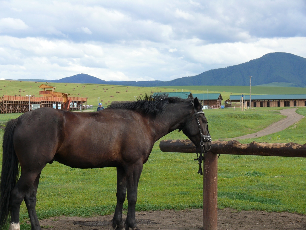 Конный двор в Новотырышкино Конный двор в Новотырышкино
