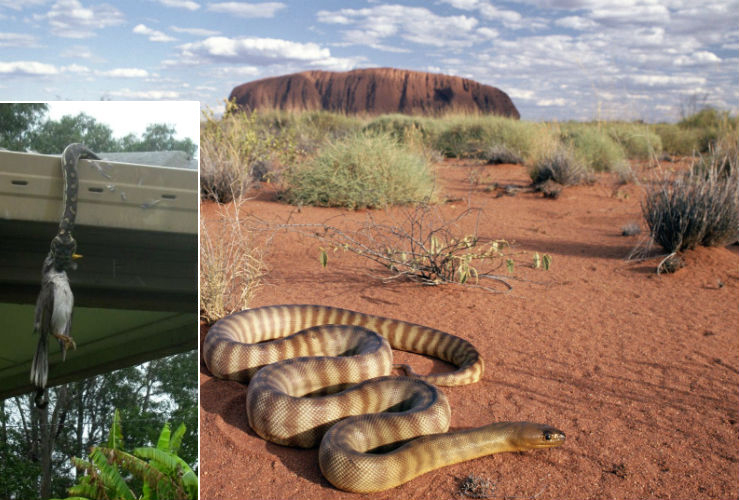 Сухопутные змеи в Австралии Сухопутные змеи в Австралии