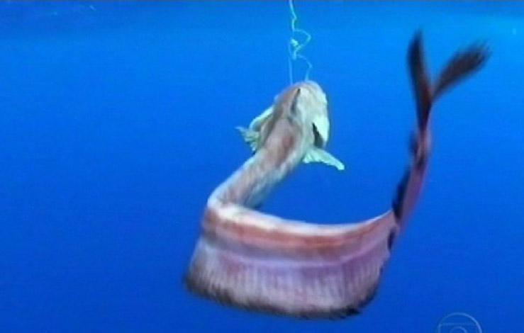 Рыба "Без названия"