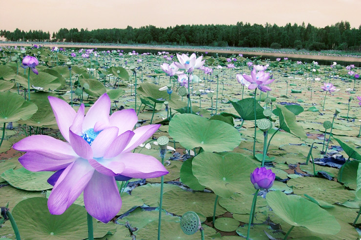 Лотосы в Хинганском заповеднике Лотосы в Хинганском заповеднике