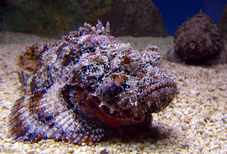 Ядовитые рыбы в Австралии Ядовитые рыбы в Австралии