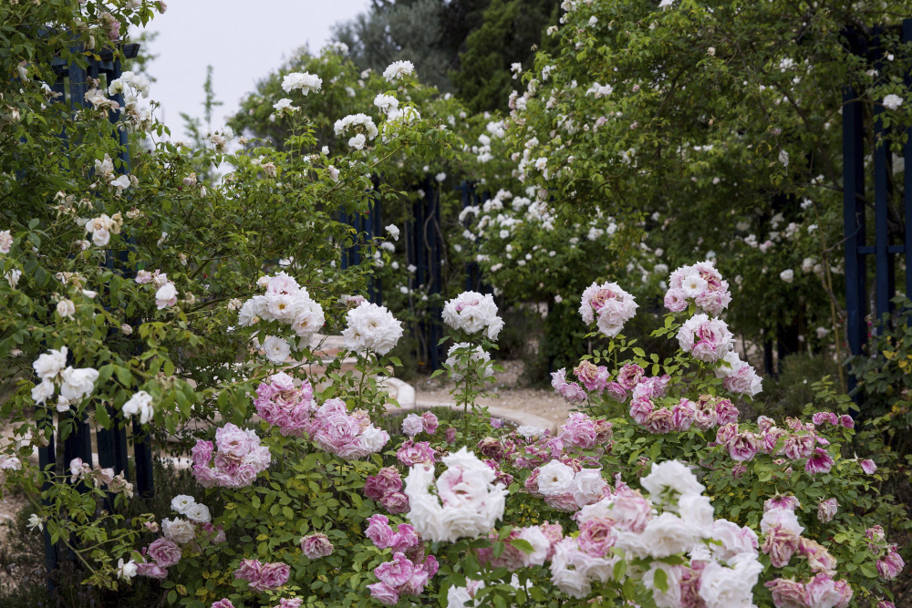 Парк “Wohl Rose” Парк “Wohl Rose”