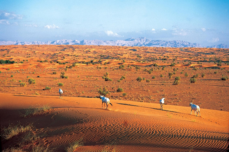 ДУБАЙСКИЙ ПУСТЫННЫЙ ЗАПОВЕДНИК (DUBAI DESERT CONSERVATION RESERVE) ДУБАЙСКИЙ ПУСТЫННЫЙ ЗАПОВЕДНИК (DUBAI DESERT CONSERVATION RESERVE)
