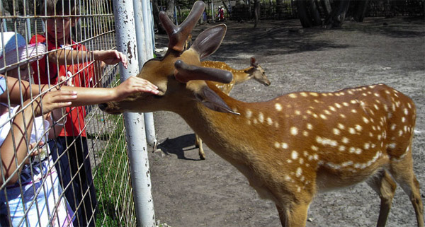 Старооскольский зоопарк Старооскольский зоопарк