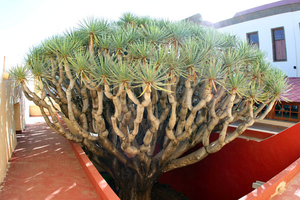 Драконовое дерево возле Ратуши в Гальдаре