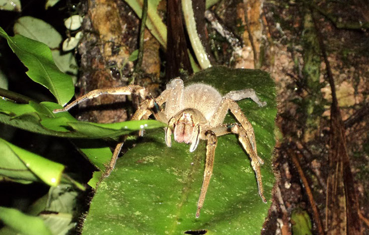 Бразильский паук-путешественник 